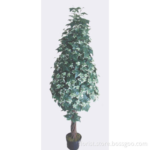 48"Variegated English Ivy Tree x 576 Lvs